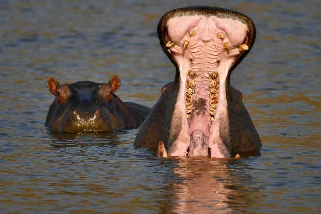 Hippo News from Düsternbrook 🦛