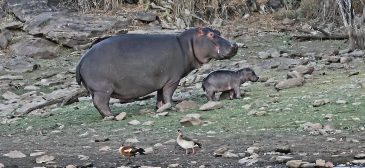 Hippo mit Kleinem PHOTO-2023-10-29-09-43-16